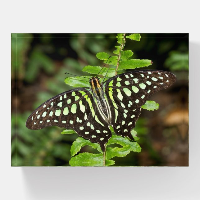 Tailed Jay butterfly Paperweight (Front)