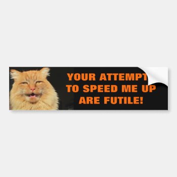 Tailgaters Attempts Are Futile Cat Meme Bumper Sticker by talkingbumpers at Zazzle