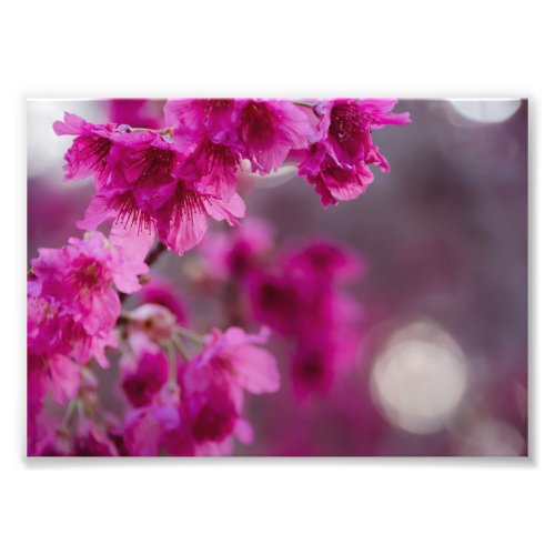 Taiwanese Cherry Tree Blossom Photo Print