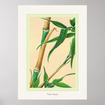 Take Bamboo ~ Vintage Japanese Fine Art Print by VintageFactory at Zazzle