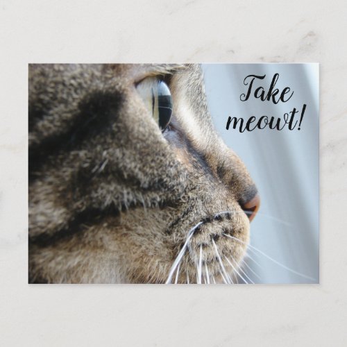 Take me out Cat Kitten Valentines Day Postcard