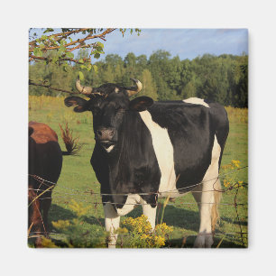 Take the Bull by the Horns Magnet