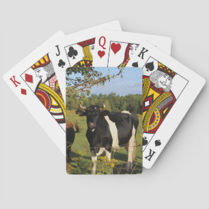Take the Bull by the Horns Poker Cards