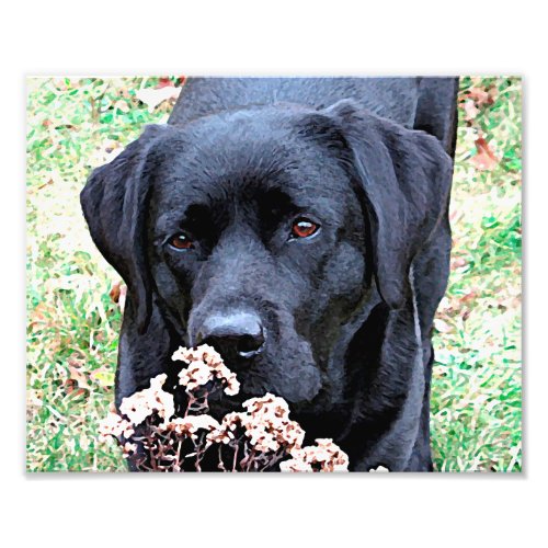 Take Time _ Black Lab _ Black Labrador Photo Print