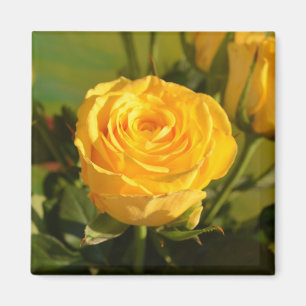 Take time to smell the yellow rose magnet