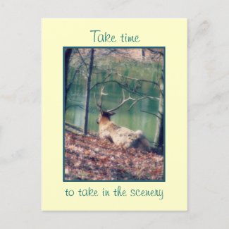 Take Time to Take in the Scenery Holiday Postcard