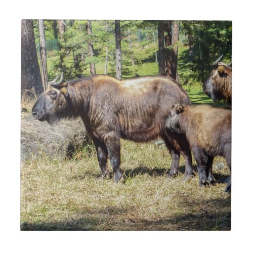 Takin national animal of Bhutan Ceramic Tile