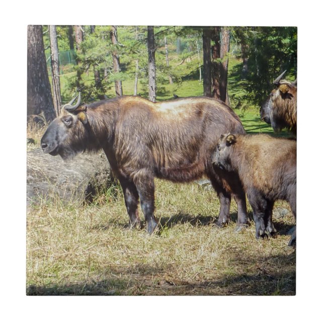 Takin, national animal of Bhutan Ceramic Tile (Front)
