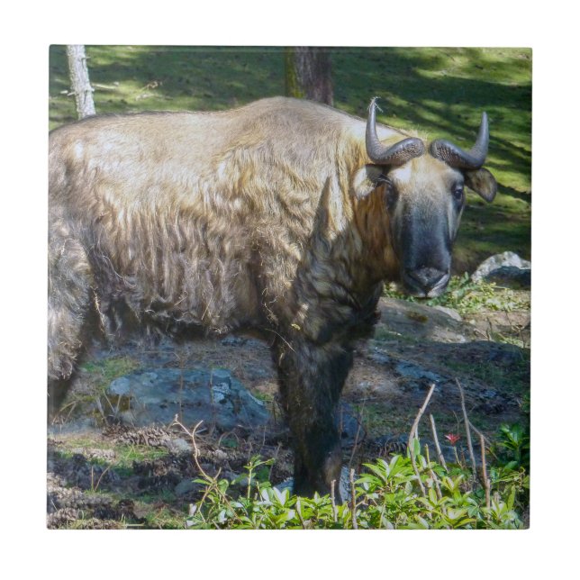 Takin, national animal of Bhutan - Himalaya, Asia Ceramic Tile (Front)