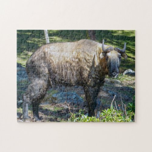 Takin national animal of Bhutan _ Himalaya Asia Jigsaw Puzzle