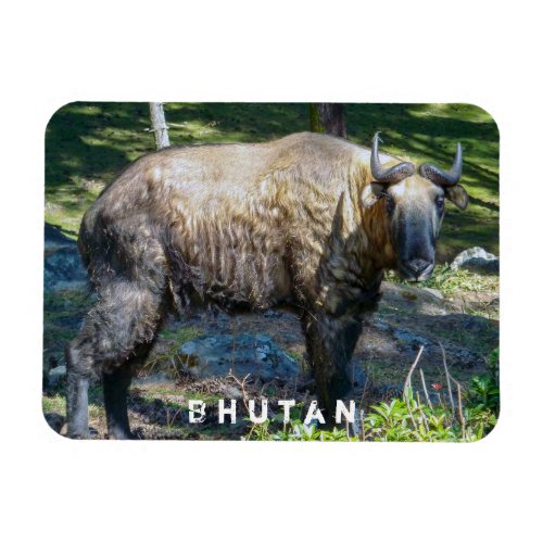 Takin national animal of Bhutan _ Himalaya Asia Magnet