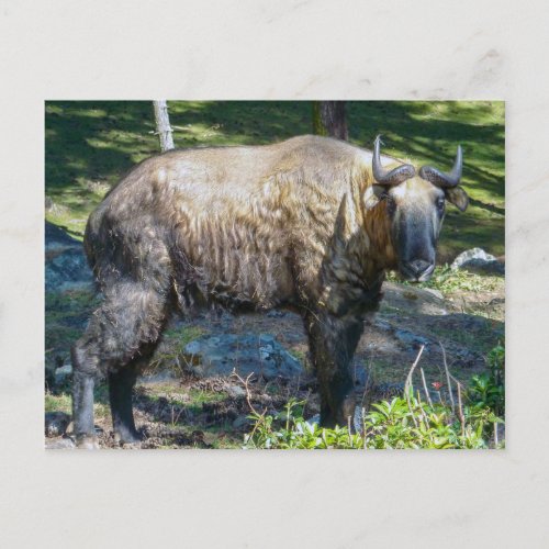 Takin national animal of Bhutan _ Himalaya Asia Postcard