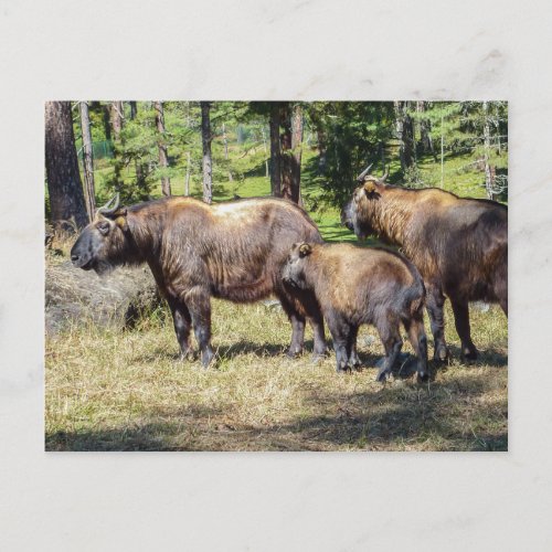 Takin national animal of Bhutan Postcard