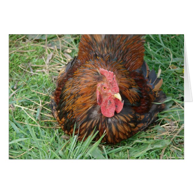 Taking a Break Rooster  Cards (Front Horizontal)