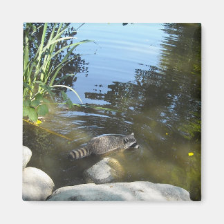 Taking a Dip Raccoon Magnet