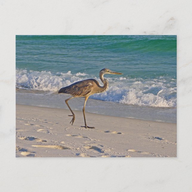 Taking a Stroll at Gulf Islands National Seashore Postcard (Front)