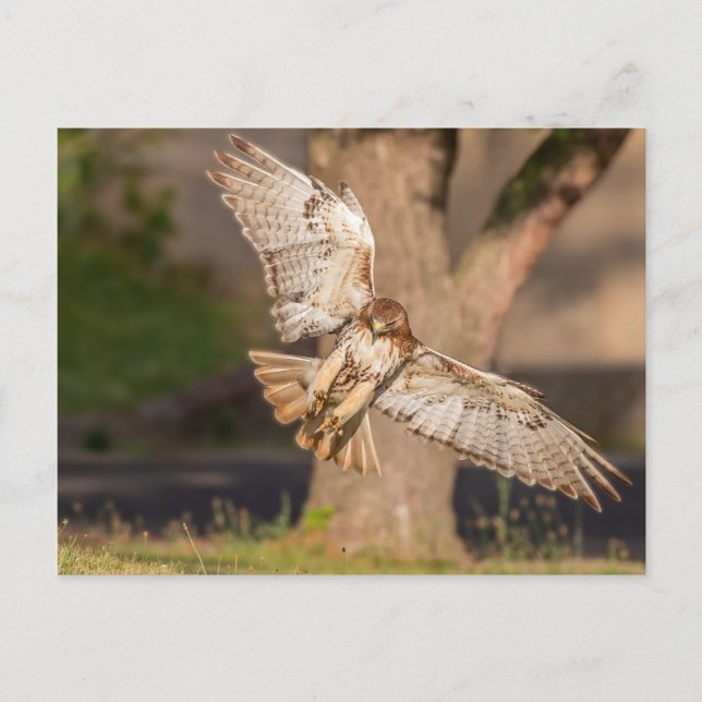 Taking Aim Red-tailed Hawk Postcard (Front)