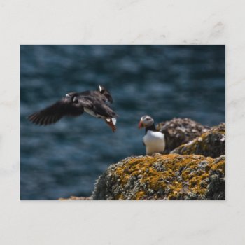 Taking Off Puffin Postcard by Welshpixels at Zazzle