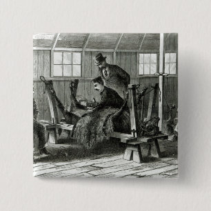 Taking virus from the calf button