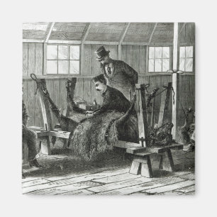 Taking virus from the calf magnet