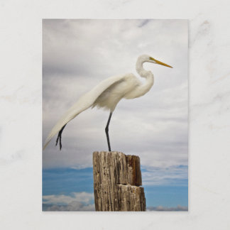 Talented Egret | Fort Myers Beach, Florida Postcard