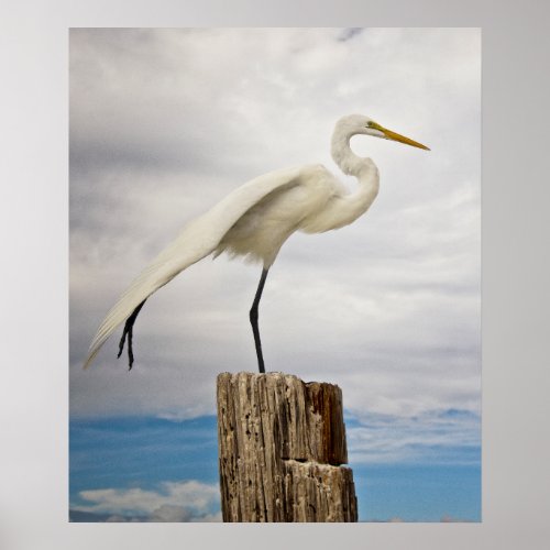 Talented Egret  Fort Myers Beach Florida Poster
