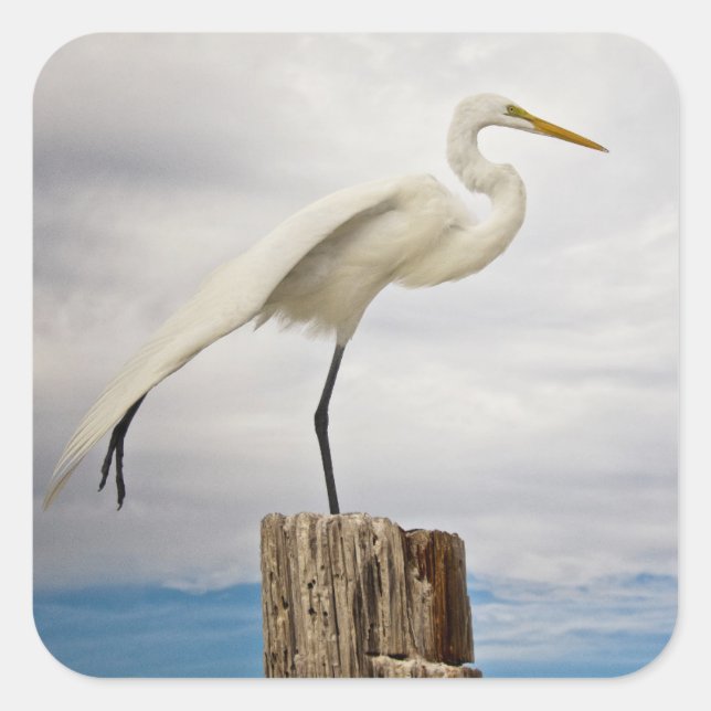 Talented Egret | Fort Myers Beach, Florida Square Sticker (Front)