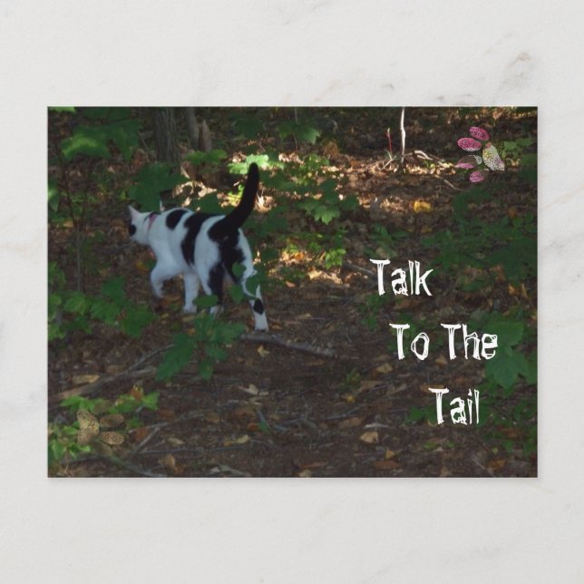 Talk To The Tail Postcard (Front)