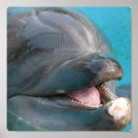 Talkative Dolphin Poster