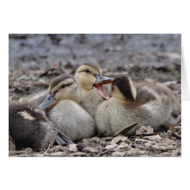 Talkative Mallard Ducklings Cards (Front Horizontal)