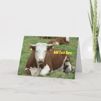 Talking Cow Greeting Card by TheCardStore at Zazzle