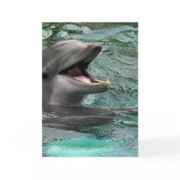 Talking Dolphin Greeting Cards