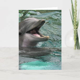 Talking Dolphin Greeting Cards