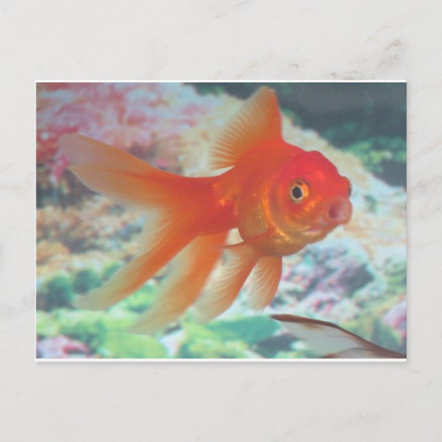 Talking Goldfish Postcard (Front)