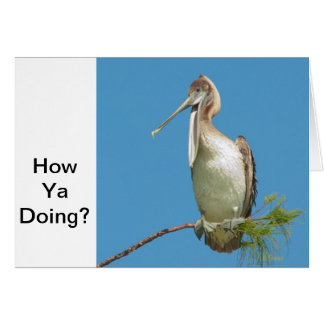 Talking Pelican Cards
