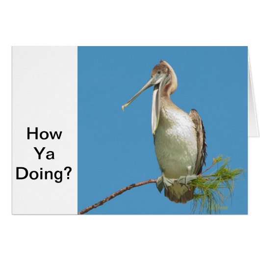 Talking Pelican Cards (Front Horizontal)