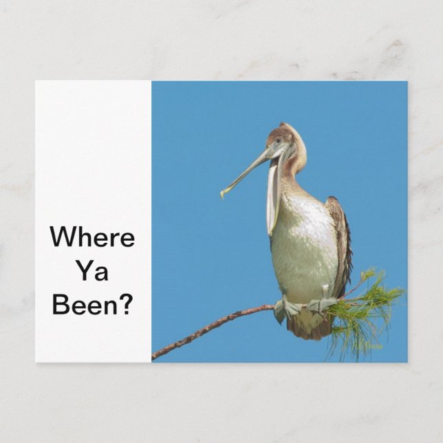 Talking Pelican Postcard (Front)