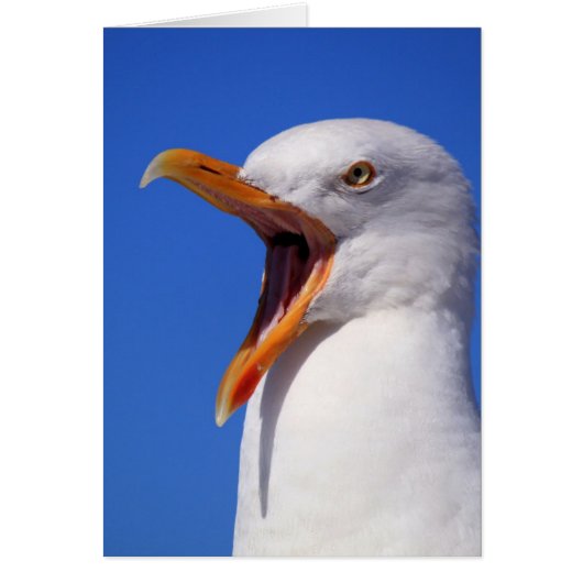 Talking Seagull Cards (Front)