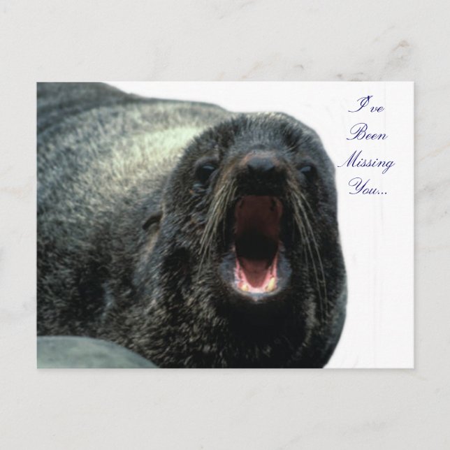 Talking Seal postcard  (Front)
