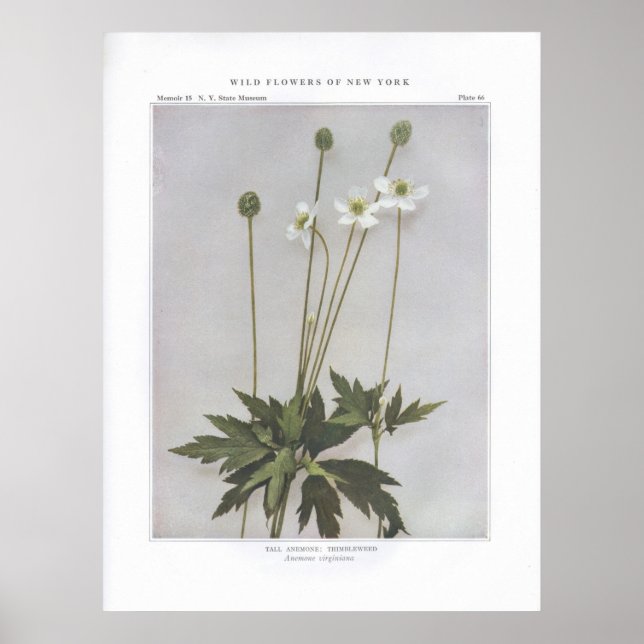 Tall Anemone; Thimbleweed - Anemone virginiana Poster (Front)