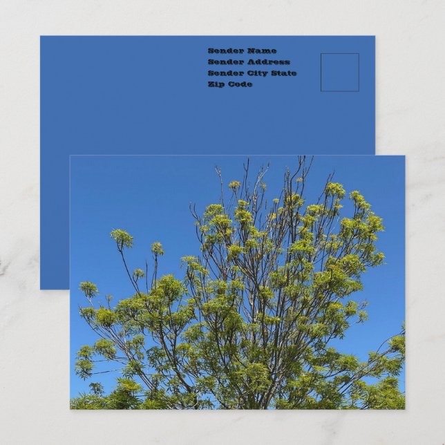 Tall Ash Tree In The Beautiful Blue Sky Photo Postcard (Front/Back)