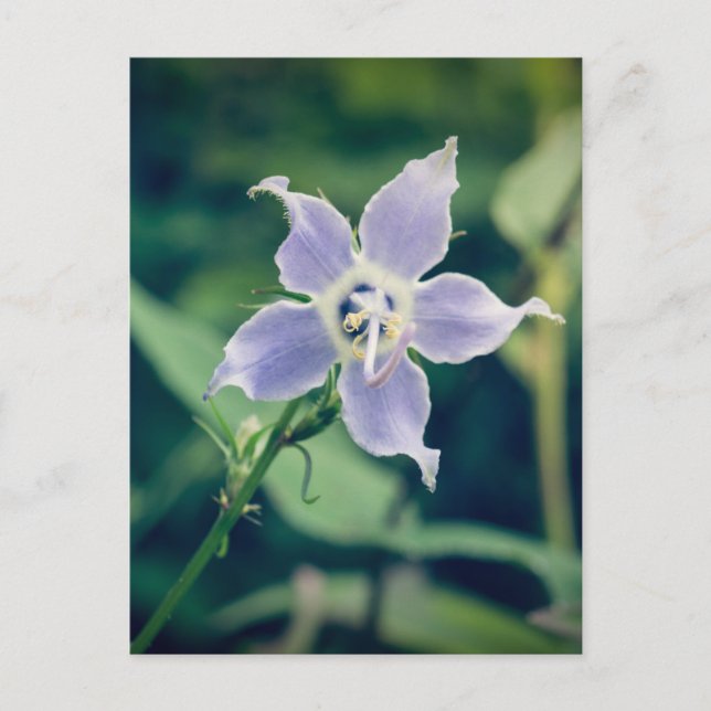 Tall Bellflower Wildflower Postcard (Front)