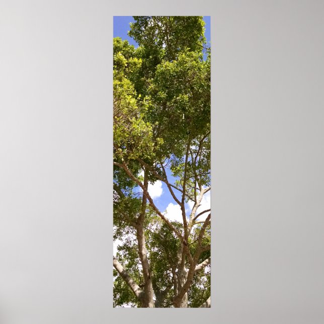Tall curvy florida tree Poster (Front)