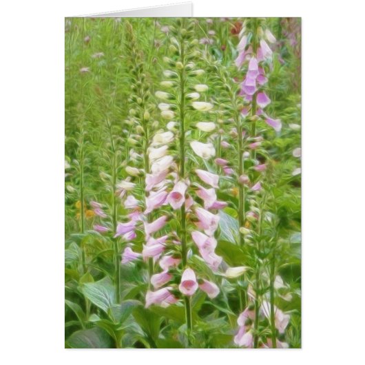 Tall Foxglove - Excelsior Hybrids (Front)