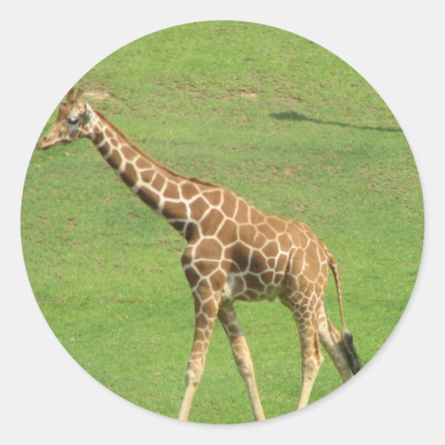 Tall Giraffe Sticker (Front)