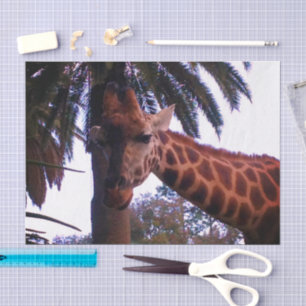 Tall Giraffe Tales Under The Palm Tree, Tissue Paper