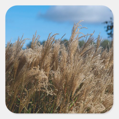 Tall Grass and Blue Sky Stickers