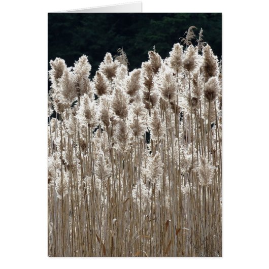 Tall Grass Cards (Front)