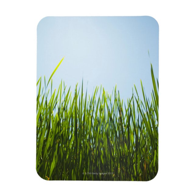 Tall green grass against blue sky with sun magnet (Vertical)