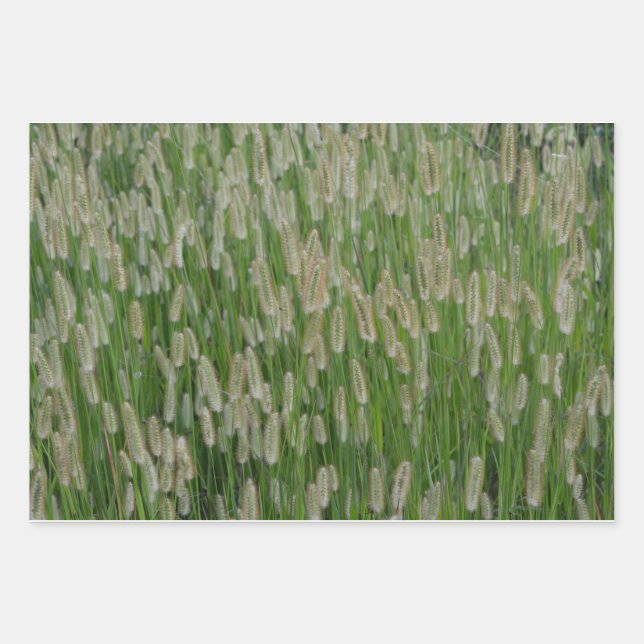 Tall Green Grasses Seeds Wrapping Paper Sheets (Front)
